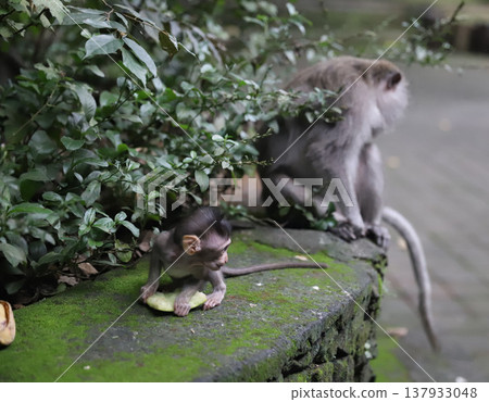 Bali, Ubud, Monkey Forest, Saren Agung Temple Bali, Ubud, Monkey Forest, Saren Agung Temple 137933048