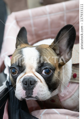 French bulldog dog sitting in carrier indoors close portrait French bulldog dog sitting in carrier indoors close portrait 137933111