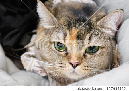 Tabby cat resting indoors close portrait with calm expression Tabby cat resting indoors close portrait with calm expression 137933112