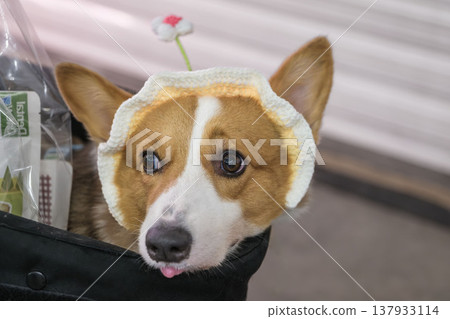 Welsh corgi dog close portrait in stroller wearing knitted hat 137933114