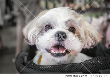Small white maltese dog sitting in stroller indoors smiling portrait 137933115