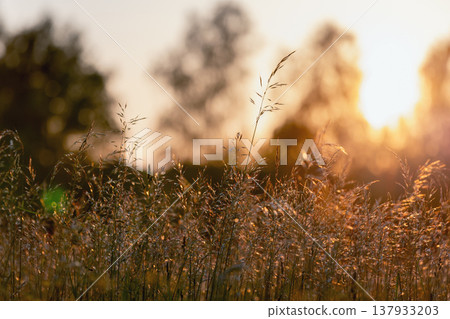 Golden sunlight filters through tall wild grass Golden sunlight filters through tall wild grass 137933203