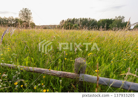A sunlit meadow framed by a rustic wooden fenc A sunlit meadow framed by a rustic wooden fenc 137933205