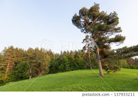 A solitary pine tree stands on a gently sloping green hill A solitary pine tree stands on a gently sloping green hill 137933211