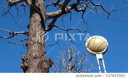 Lighting fixtures installed on tree branches 137933362