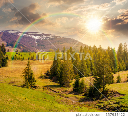 sunset over mountain landscape during spring. peaceful countryside scenery with coniferous forest near grassy field. beautiful ridge with snow capped top in the distance under the rainbow 137933422