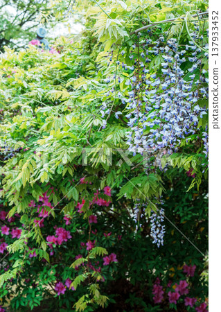 Fresh green azaleas and wisteria blossoms Fresh green azaleas and wisteria blossoms 137933452