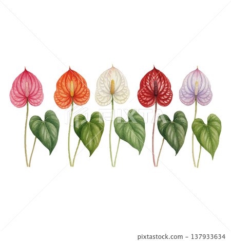 紅掌水彩插畫套裝，多種顏色可選，熱帶植物素材（5色） 137933634