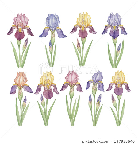 鳶尾花水彩插畫套裝,色彩變化,植物花卉素材(多種姿勢/套圖) 鳶尾花水彩插畫套裝,色彩變化,植物花卉素材(多種姿勢/套圖) 137933646