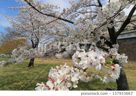 Cherry blossoms in full bloom signal the arrival of spring in Japan Cherry blossoms in full bloom signal the arrival of spring in Japan 137933667
