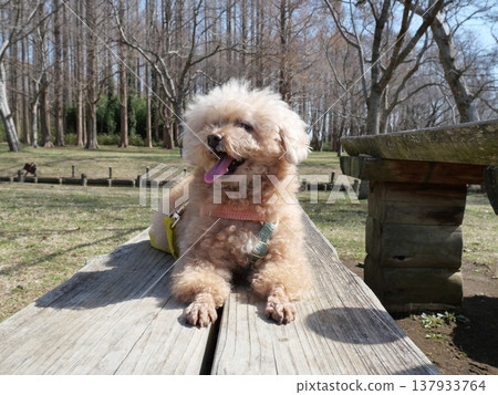 Toy poodle playing in the park 137933764