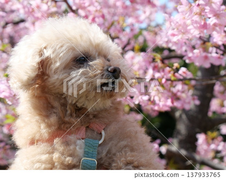 一隻笑容燦爛的白色玩具貴賓犬，置身於河津櫻花叢中 137933765