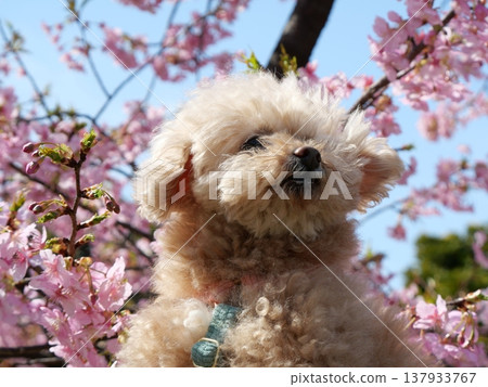 一隻笑容燦爛的白色玩具貴賓犬,置身於河津櫻花叢中 一隻笑容燦爛的白色玩具貴賓犬,置身於河津櫻花叢中 137933767