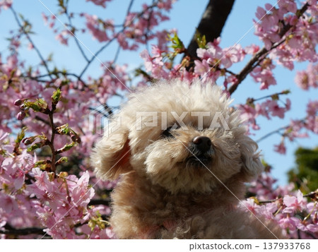 一隻笑容燦爛的白色玩具貴賓犬,置身於河津櫻花叢中 一隻笑容燦爛的白色玩具貴賓犬,置身於河津櫻花叢中 137933768
