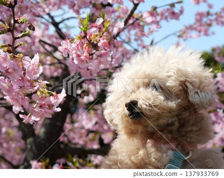一隻笑容燦爛的白色玩具貴賓犬,置身於河津櫻花叢中 一隻笑容燦爛的白色玩具貴賓犬,置身於河津櫻花叢中 137933769