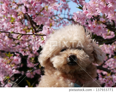 A smiling white toy poodle amidst Kawazu cherry blossoms 137933771