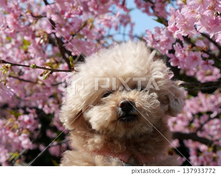 一隻笑容燦爛的白色玩具貴賓犬,置身於河津櫻花叢中 一隻笑容燦爛的白色玩具貴賓犬,置身於河津櫻花叢中 137933772