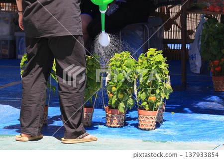 Watering the ground cherry Watering the ground cherry 137933854