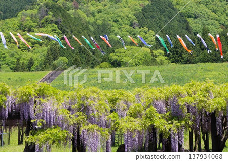 The competition between carp streamers and wisteria blossoms The competition between carp streamers and wisteria blossoms 137934068