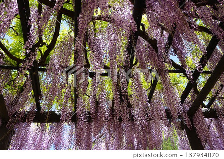 The charm of the wisteria trellis is fully appreciated when viewed from below. The charm of the wisteria trellis is fully appreciated when viewed from below. 137934070