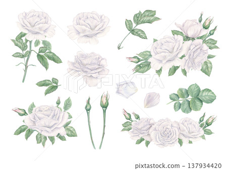 White roses clip art watercolor illustration on isolated background. Blooming garden rose composition and single floral elements set for religious or wedding printed products, greeting cards 137934420
