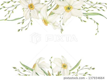 Watercolor white Daffodils, meadow grasses border on isolated background. Hand drawn spring blooming narcissus frame, empty space for text. Floral illustration for wedding greeting cards, invitations 137934664