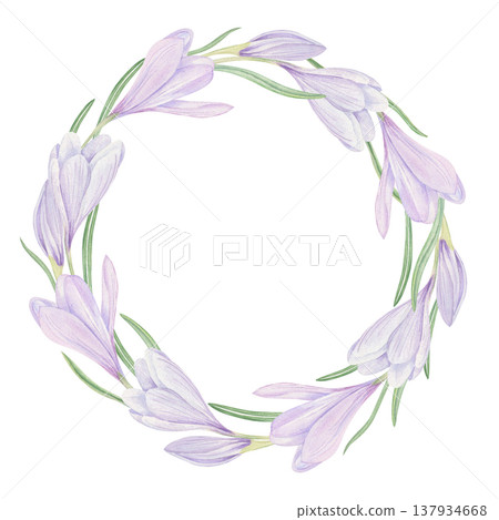 Blooming crocus wreath watercolor illustration on isolated background. Spring purple flowers circle frame with copy space for text. Floral border for wedding invitations, birthday greeting cards Blooming crocus wreath watercolor illustration on isolated background. Spring purple flowers circle frame with copy space for text. Floral border for wedding invitations, birthday greeting cards 137934668