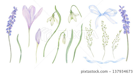 Watercolor spring flowers, blue textile bow ribbon clip art on isolated background. White snowdrops, crocuses, grape hyacinth, spikelet set. Floral elements and tied tap for greeting card, invitation 137934673