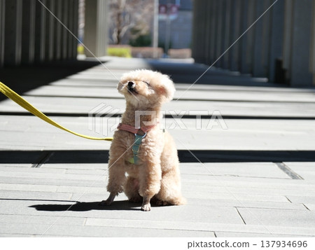 Toy poodle to take a walk Toy poodle to take a walk 137934696