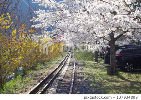 Cherry blossoms at Anno Hana no Eki Park Cherry blossoms at Anno Hana no Eki Park 137934899