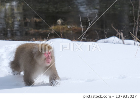 A winter scene of Japanese macaques moving through the snow. 137935027