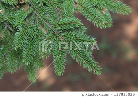 日本赤松（Pinus glehnii）的葉子 137935029