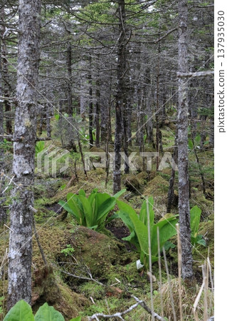 薩哈林雲杉林綿延於大智石岬。 137935030