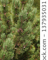 蒙大拿松樹 137935031