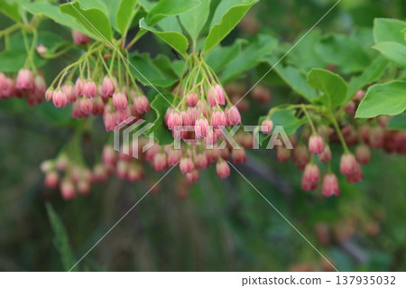 鍾花吊蘭的花朵正值盛開。 137935032