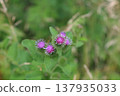野生牛蒡花 137935033