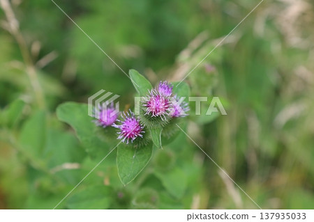 野生牛蒡花 137935033