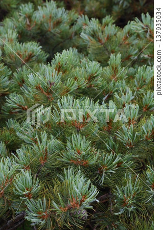 矮鬆的葉子，沾滿了露珠，閃耀著潔白的光澤－哈亞欽山的自然風光 137935034