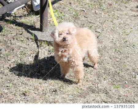在公園裡玩的玩具貴賓犬 在公園裡玩的玩具貴賓犬 137935105