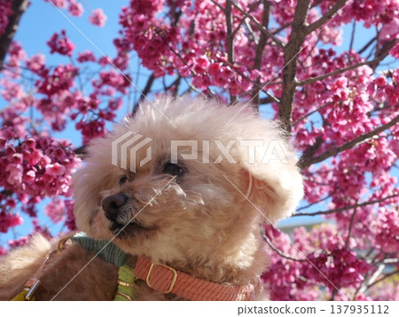 彼岸櫻花和一隻可愛的玩具貴賓犬 137935112