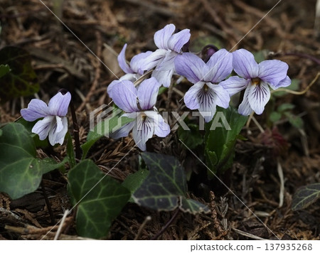 Clusters of blooming long-leaved violets Clusters of blooming long-leaved violets 137935268