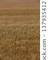 金黃色的麥穗，即將收成。 137935412
