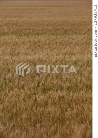 金黃色的麥穗，即將收成。 137935412