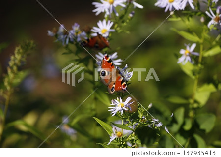 蝴蝶抽花蜂蜜 137935413
