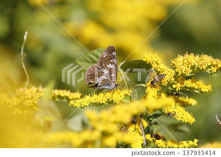 蝴蝶抽花蜂蜜 137935414