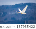一隻貝氏天鵝展翅飛翔，向北撲扇著翅膀。 137935422