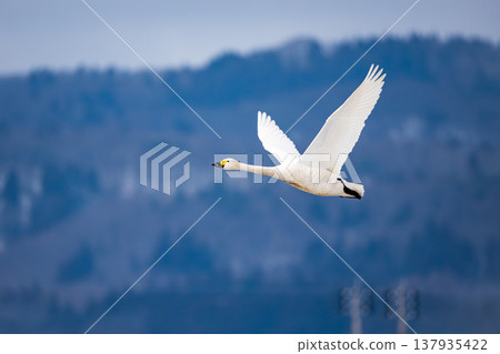 一隻貝氏天鵝展翅飛翔,向北撲扇著翅膀。 一隻貝氏天鵝展翅飛翔,向北撲扇著翅膀。 137935422