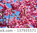 The Hikan cherry blossoms herald the arrival of spring. 137935571
