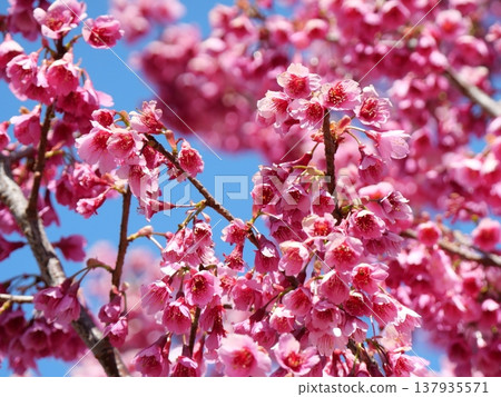 The Hikan cherry blossoms herald the arrival of spring. 137935571