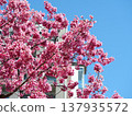 The Hikan cherry blossoms herald the arrival of spring. 137935572